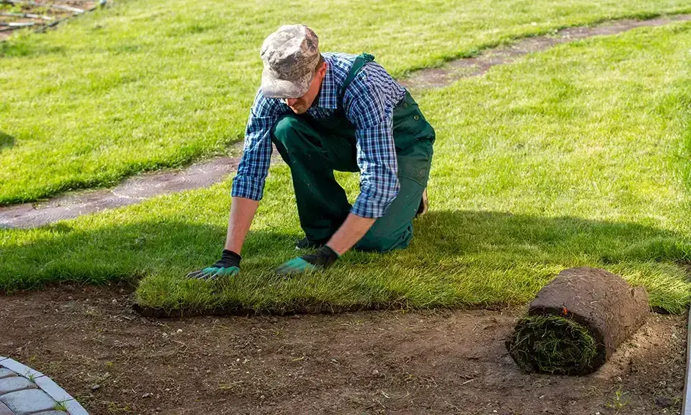 Landscaper putting down sod