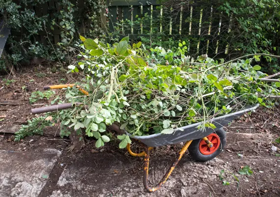 Yard cleanup and branch removal service in Glen Carbon IL