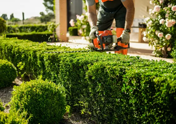 Hedge trimming service in Maryville IL